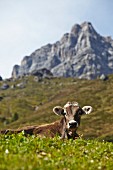 A cow on the alps in Tyrol