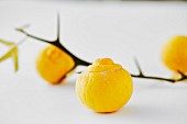 Bitter oranges on a white surface