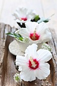 White hibiscus flowers in small bowls on wooden board