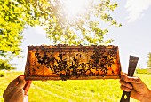 A beekeeper holding honeycomb from a beehive up to the sun