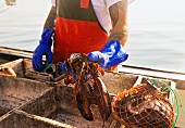 A fisherman holding a freshly caught lobster