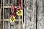 Two wreaths of perry pears hung from ladder on tartan ribbons