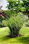 Pampas grass neatly tied up in be in mown lawn