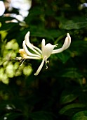 Weißes Geißblatt im Garten