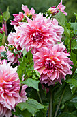 Pink dahlia