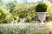 Raised urns planted with box balls amongst field of flowers