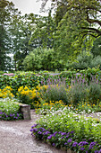 Various flowering perennials in summery garden