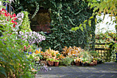 Herbstgarten: Blumentöpfe vor Efeu-bewachsener Hauswand