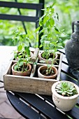 Seedlings in terracotta pots in vintage wooden box with handle on garden table