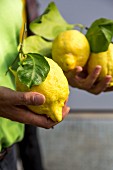 A man holding freshly picked lemons