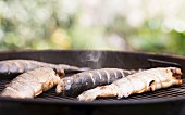Trout on a barbecue