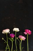 Ranunculus against black background