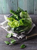Grünes Blattgemüse und Salate zur Smoothie-Herstellung