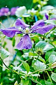 Violet-flowered clematis