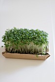 Fresh cress