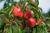 Ripe red apples on a tree