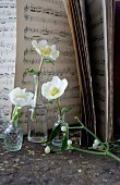 Hellebores in small glass bottles in front of sheet music