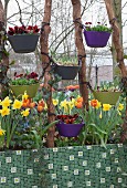 Screen made from brightly coloured tubs of spring flowers hung between wooden poles