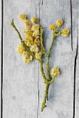 Dried everlasting flowers and lichen-covered branch lying on old board