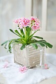 Lewisia planted in old glass kitchen scoop filled with sand
