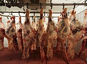 Meat carcasses hanging in a slaughterhouse on meat hooks