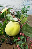 Quince with spindle