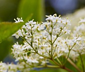Elder flowers (close-up)
