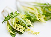 Fresh dandelion leaves