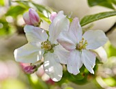 Obstbaumblüten (Nahaufnahme)