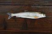 A freshly caught char on wooden board