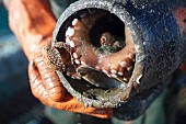 Krakenfang, Fischer hält Pulpo im Fangtopf, Südfrankreich