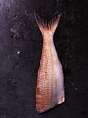 Red mullet on a dark background