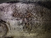 Forelle in frischem Quellwasser (Ausschnitt, Nahaufnahme)