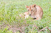 An injured lioness in the Ngorongoro crater in the Serengeti, Tanzania, Africa