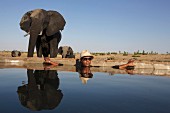 Beks Ndlovu in the pool at his lodge with elephants in the background, Zimbabwe, Africa