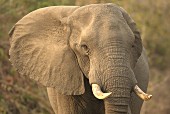 Elefant in freier Wildbahn, Afrika