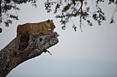 A lioness sitting in a tree at dusk, Africa