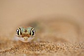 Namib gecko in the desert sand, Africa