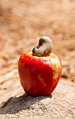 A cashew nut on a fruiting body