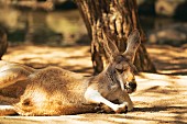 A kangaroo in the Currumbin Wildlife Sanctuary (Australia)