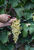 White wine grapes being cut from a vine