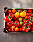 Various tomatoes in a crate