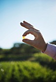 A hand holding a Chardonnay grape, Sicily, Italy