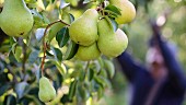 Pears on a tree