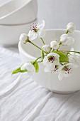 Apple blossom in white bowl