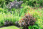Flowering perennials, black elder and dark knotweed in flowerbed in summery garden