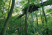 The treetop walkway in the Hainich National Park through the beech tree in Thuringia, Germany