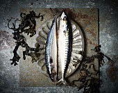 Two fresh mackerel on a pewter plate