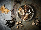 Stillleben mit Austern, Seetang und Muscheln