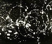 First cloud chamber image of a cosmic ray